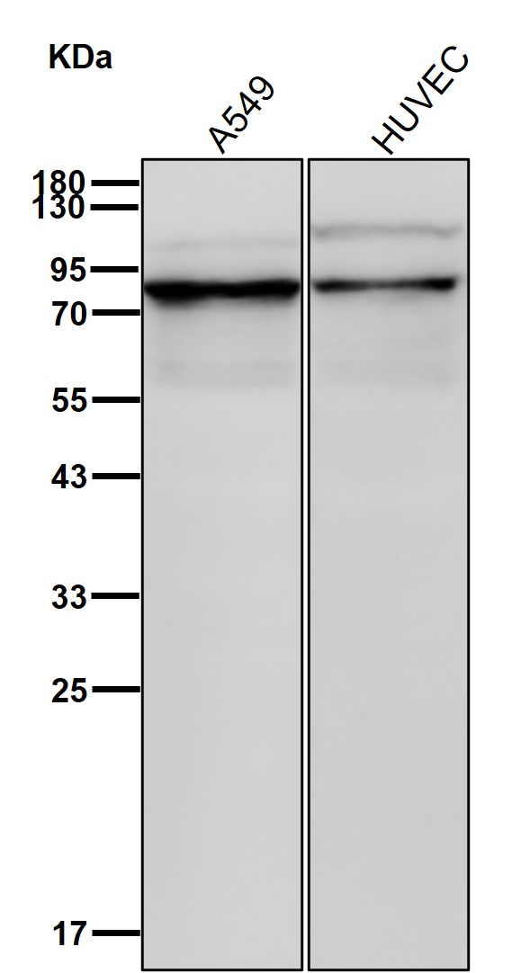 Plakophilin 3 Ab