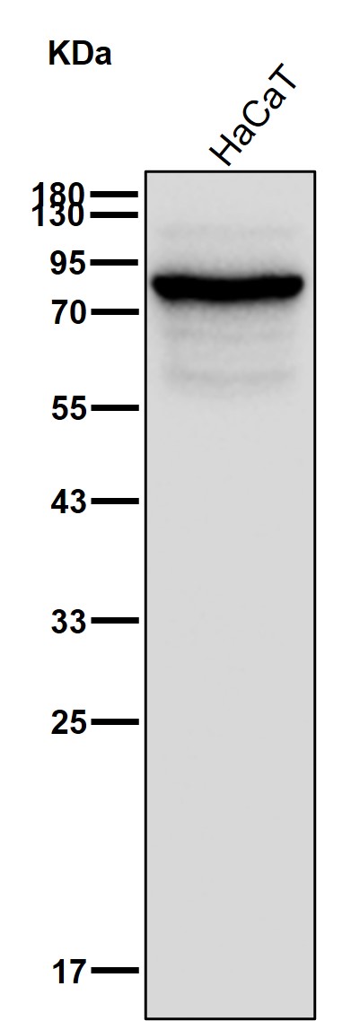 Plakophilin 3 Ab