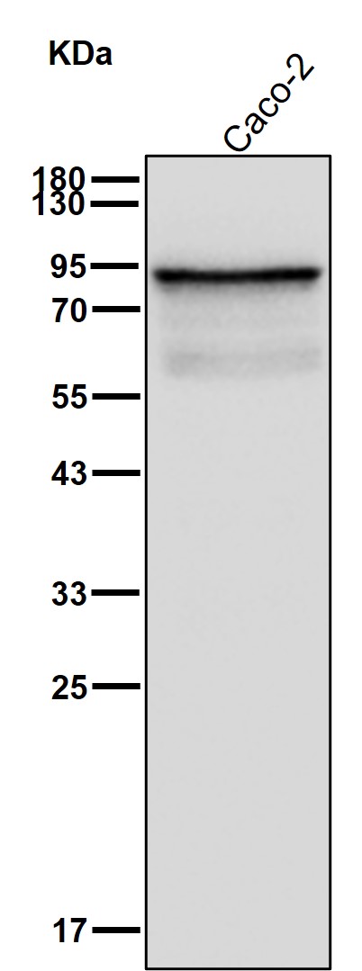 Plakophilin 3 Ab