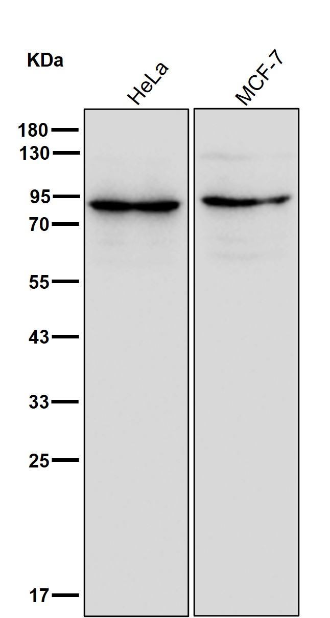 Plakophilin 3 Ab