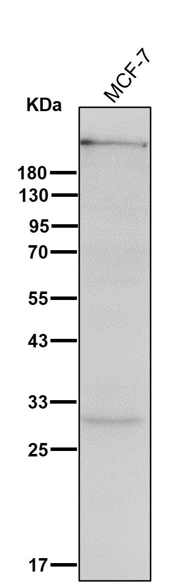 DNA PKcs Ab