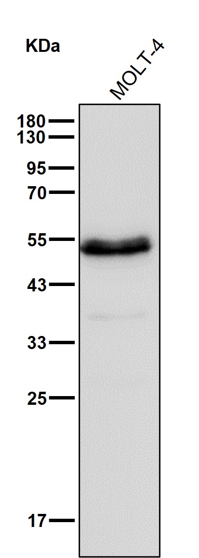 MPP1 Ab