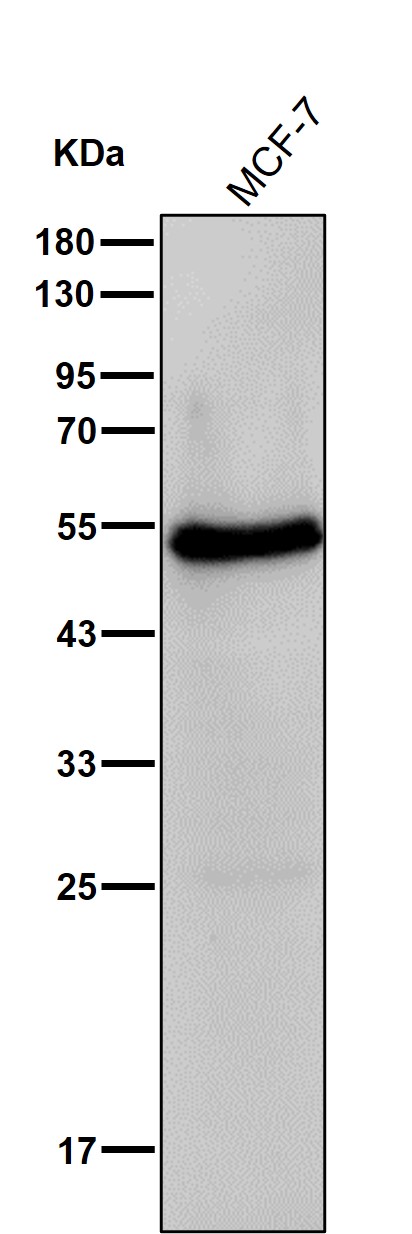 MPP1 Ab