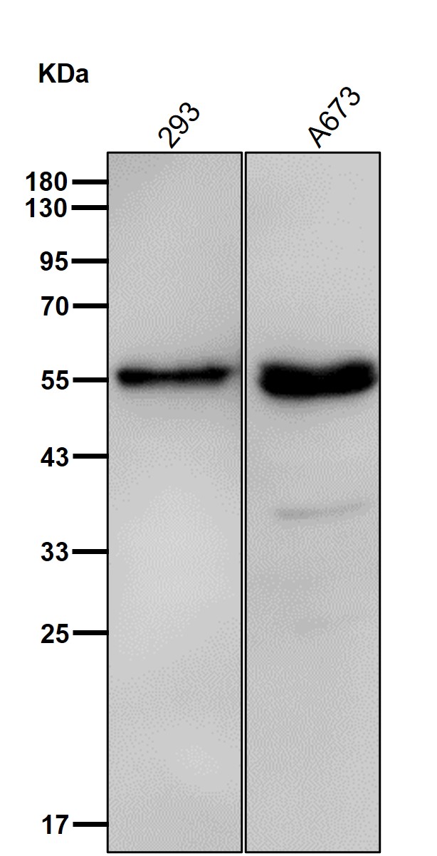 MPP1 Ab