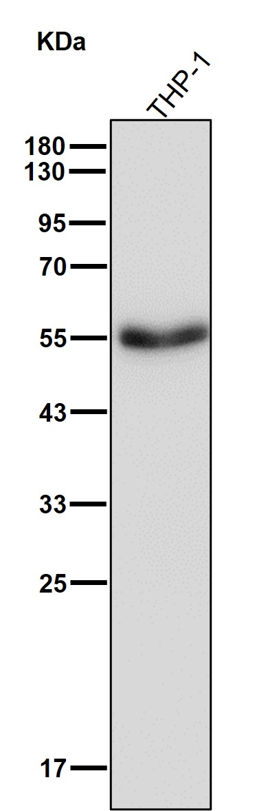 MPP1 Ab