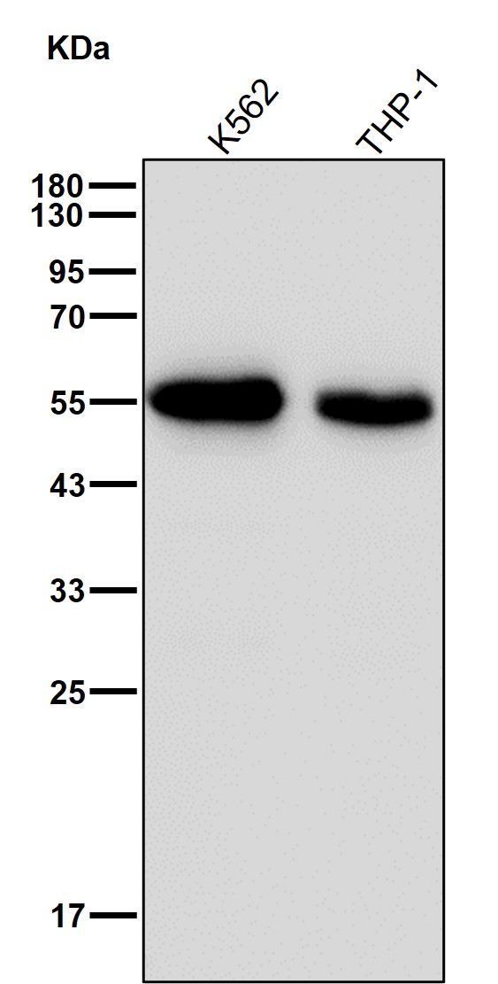 MPP1 Ab