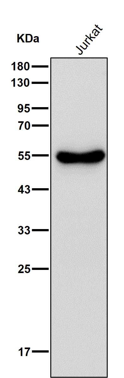 MPP1 Ab