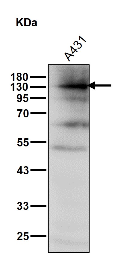 Integrin alpha 6 Ab