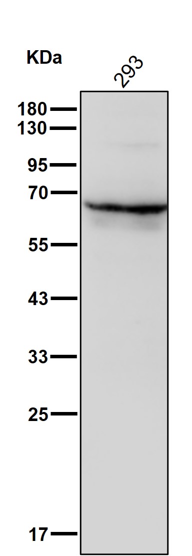 SHP1 Ab