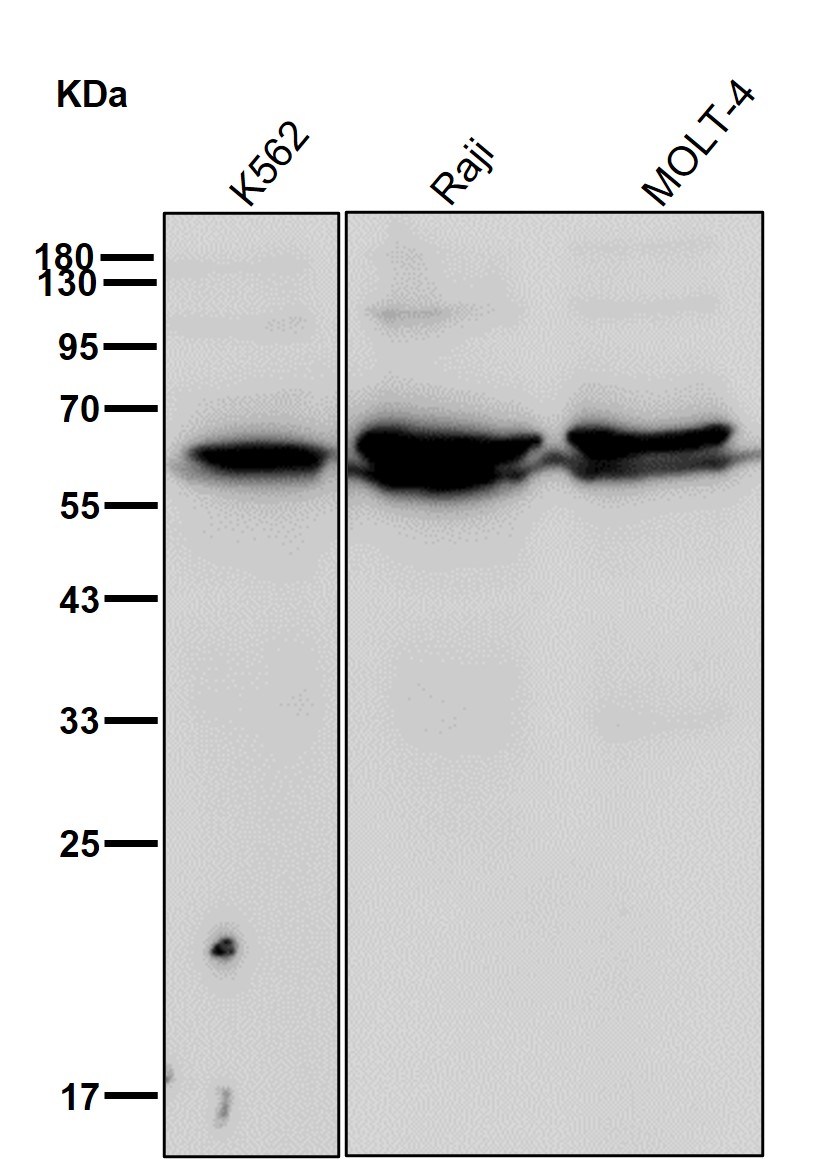 SHP1 Ab