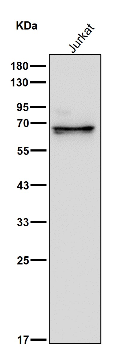 SHP1 Ab