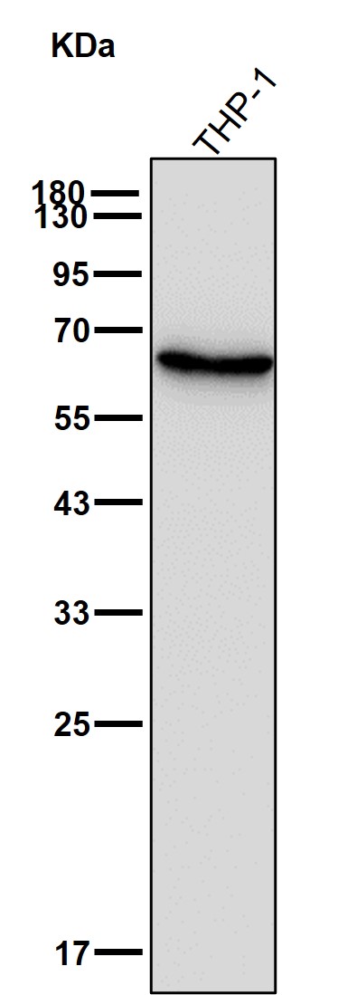 SHP1 Ab