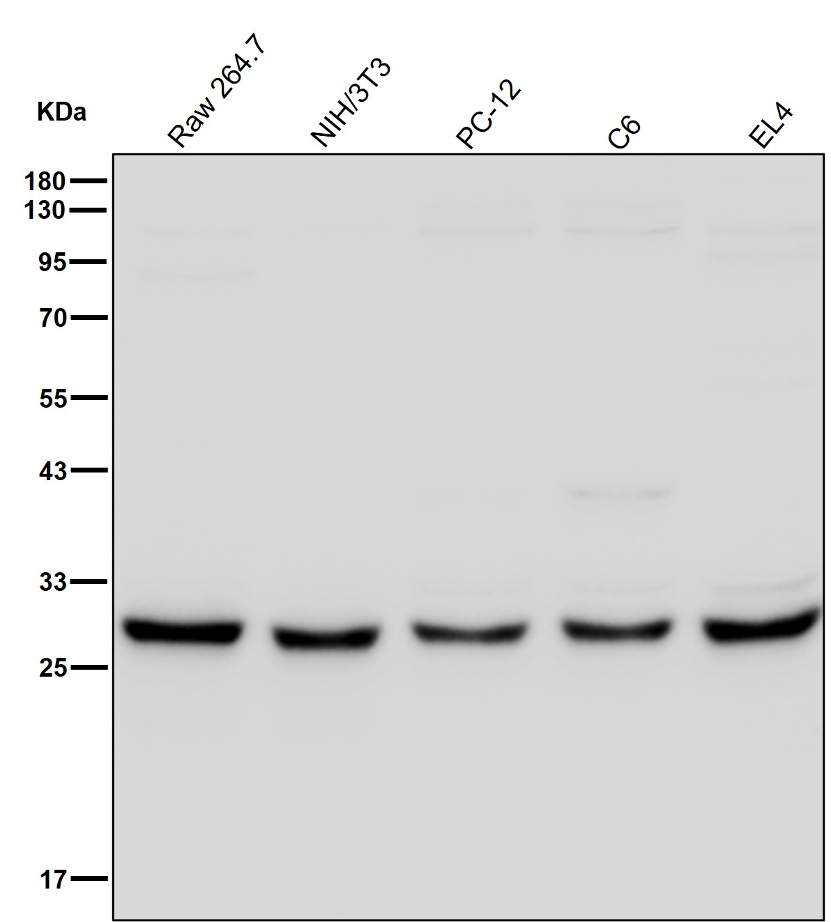 PSMA7 Ab