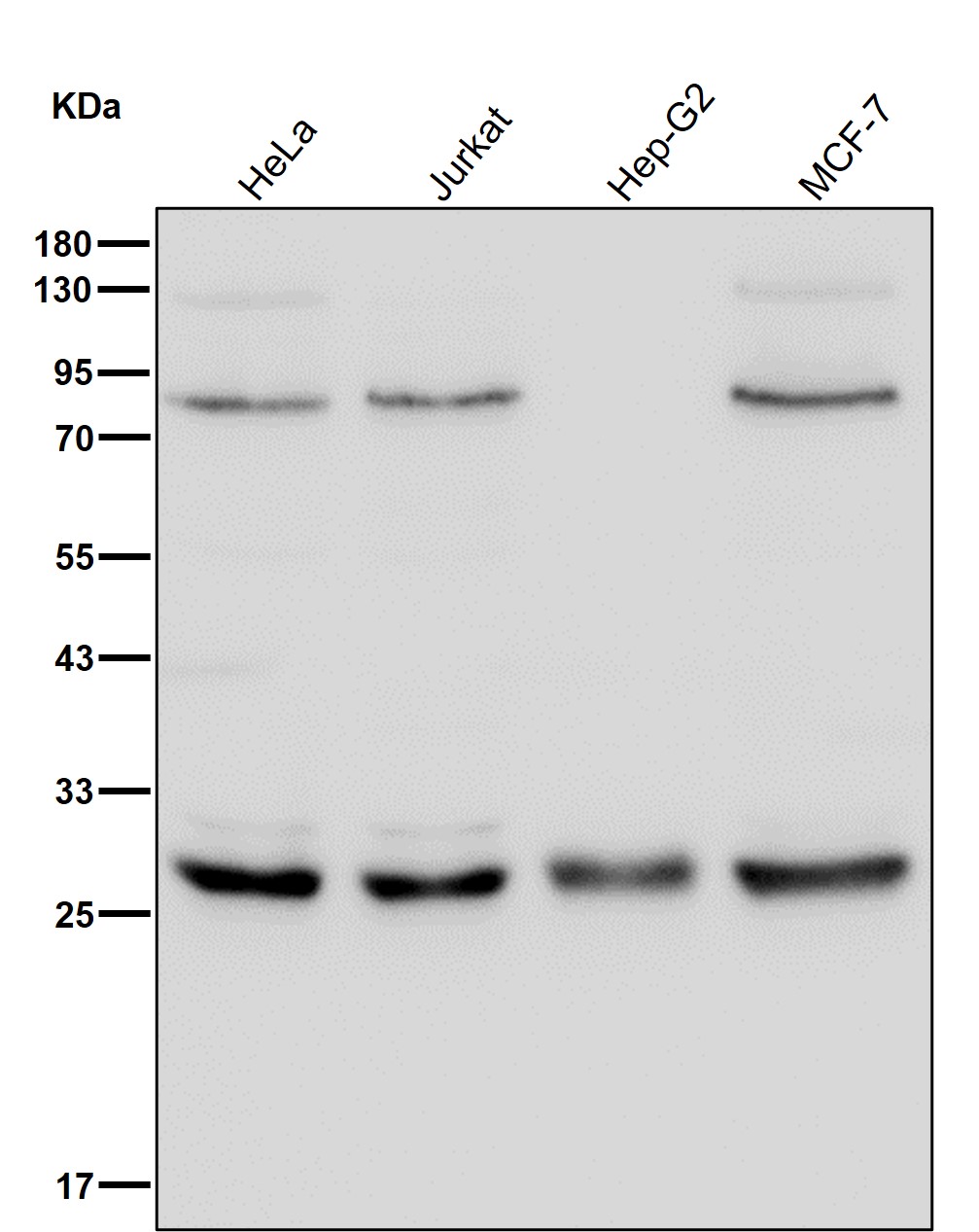 PSMA7 Ab