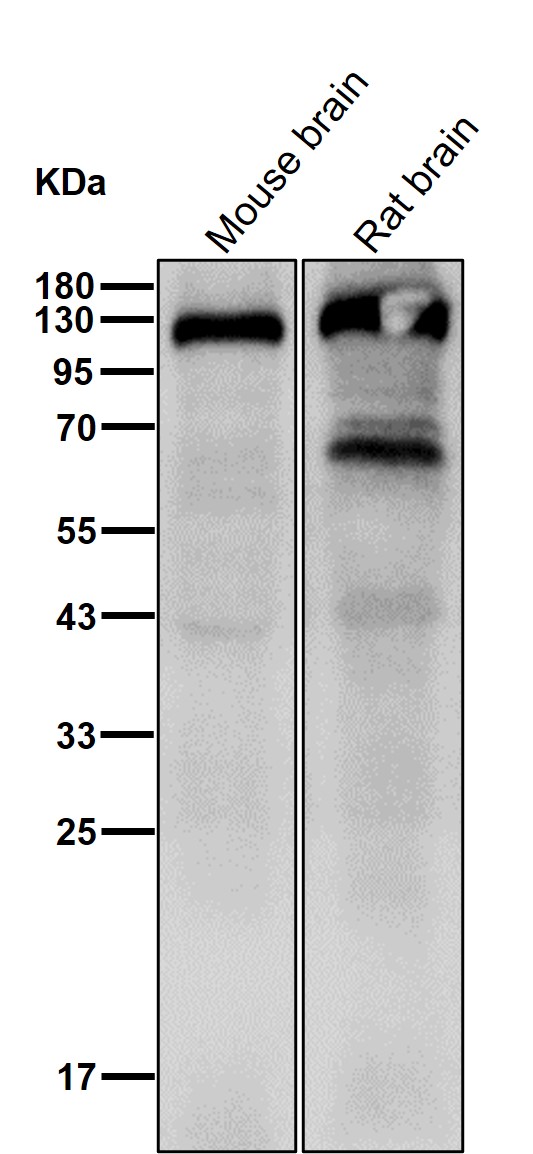 p-Amyloid beta A4 (T743) Ab