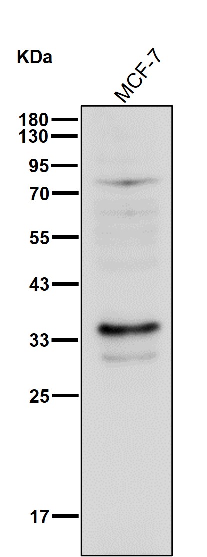 XRCC2 Ab