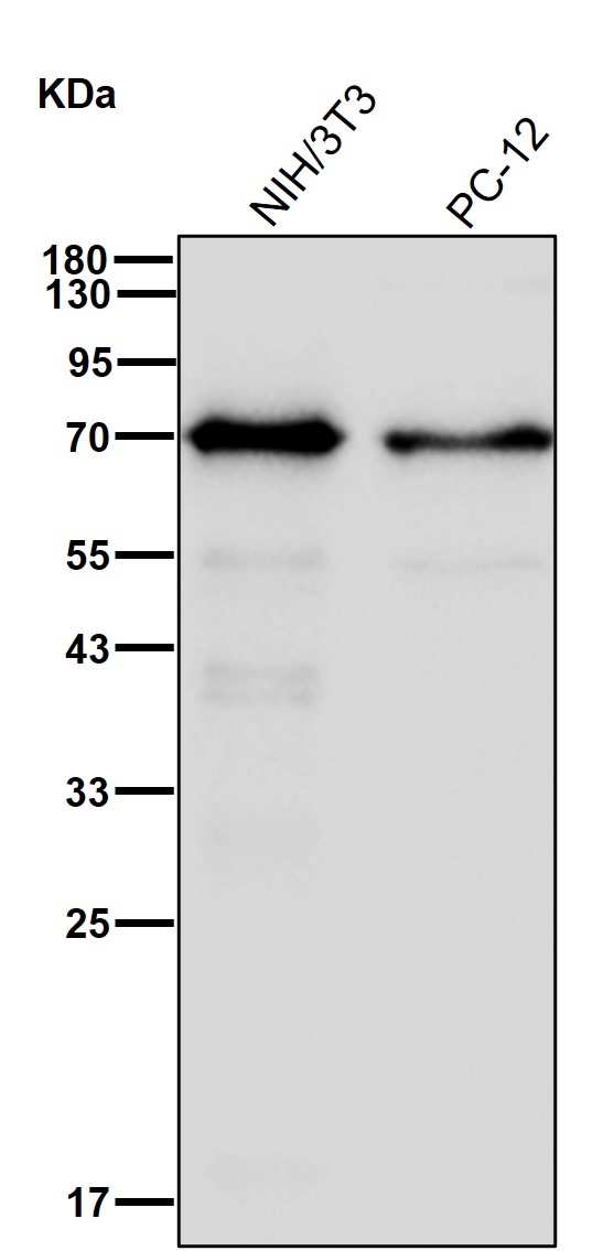 COX 1 Ab