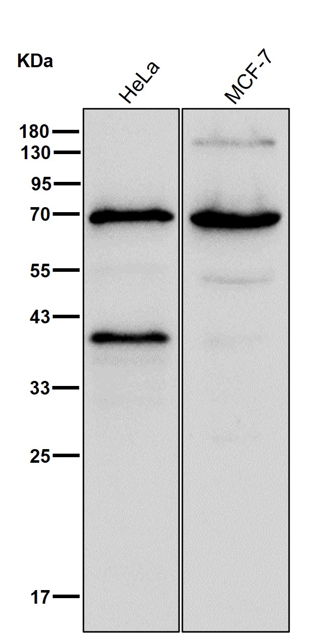 COX 1 Ab