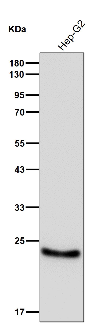 Retinol binding protein 4 Ab