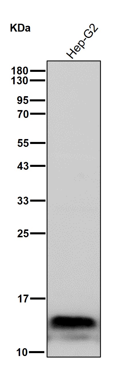 Profilin 1 Ab