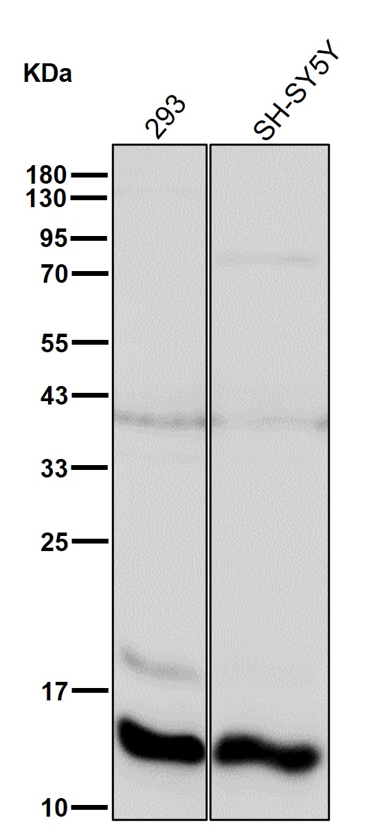 Profilin 1 Ab