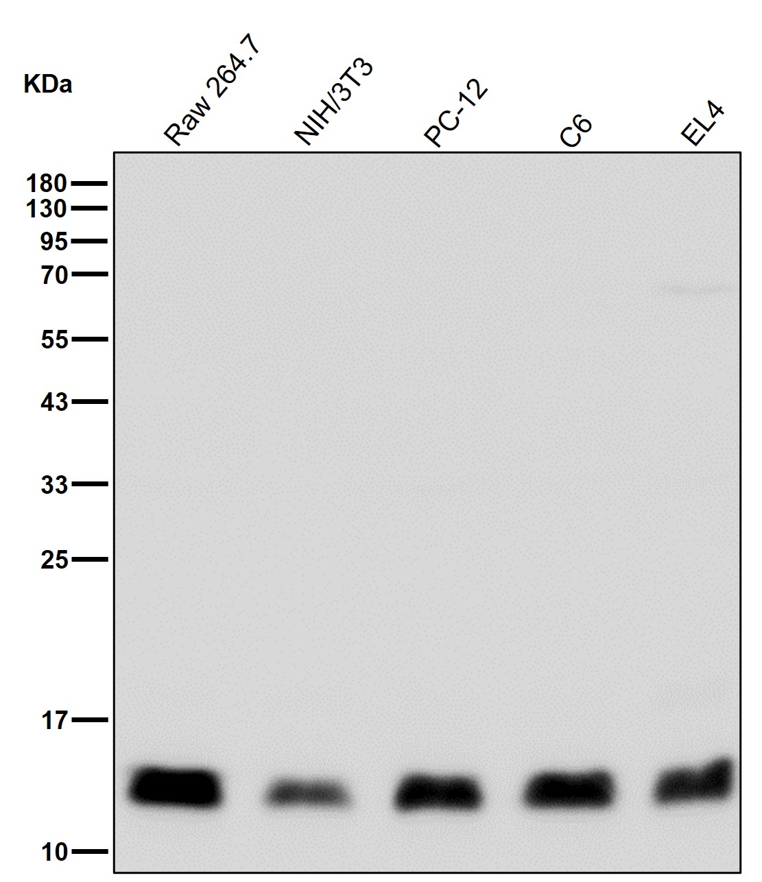 Profilin 1 Ab