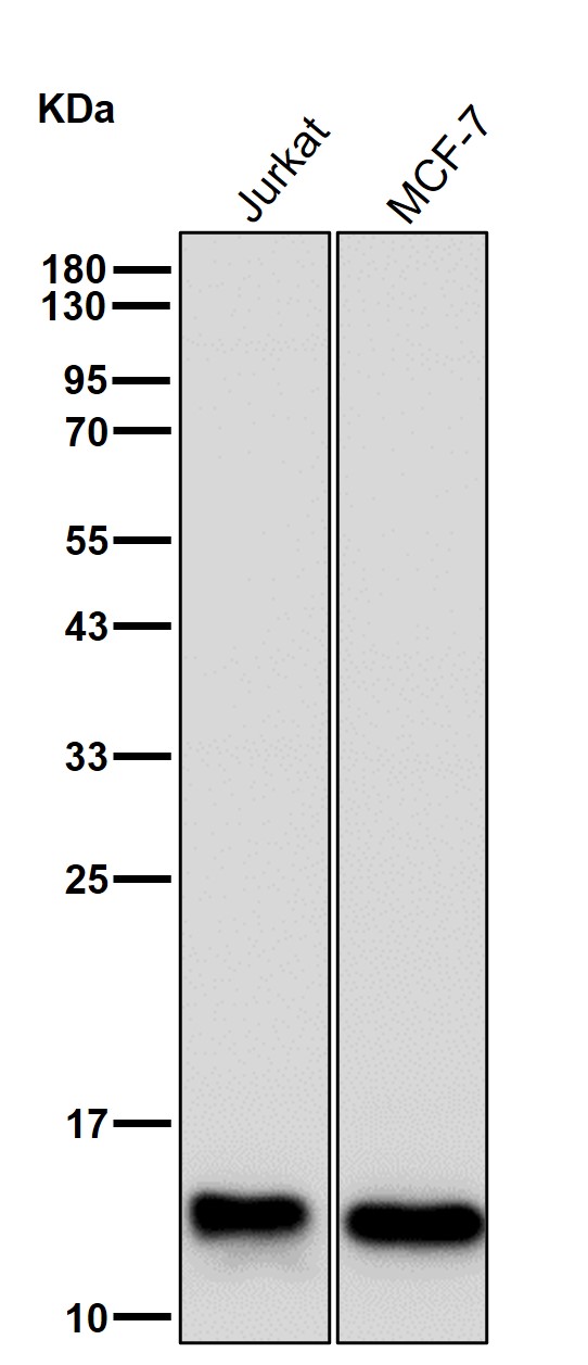 Profilin 1 Ab