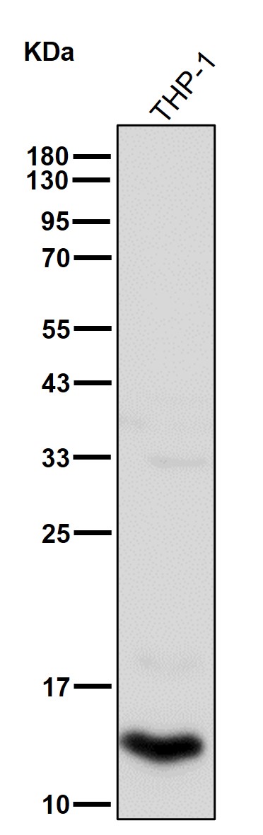 Profilin 1 Ab