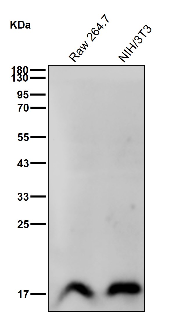 Calmodulin 1 Ab