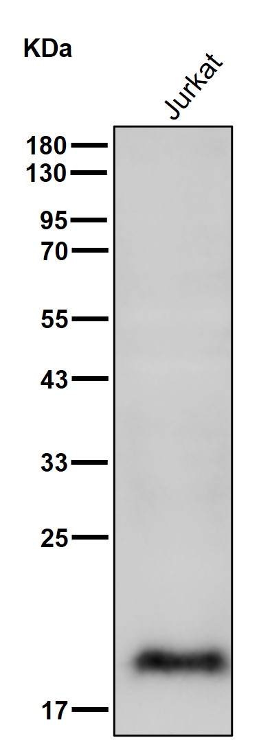 Calmodulin 1 Ab