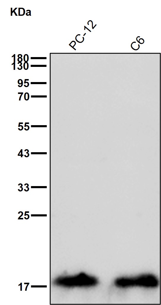 Calmodulin 1 Ab