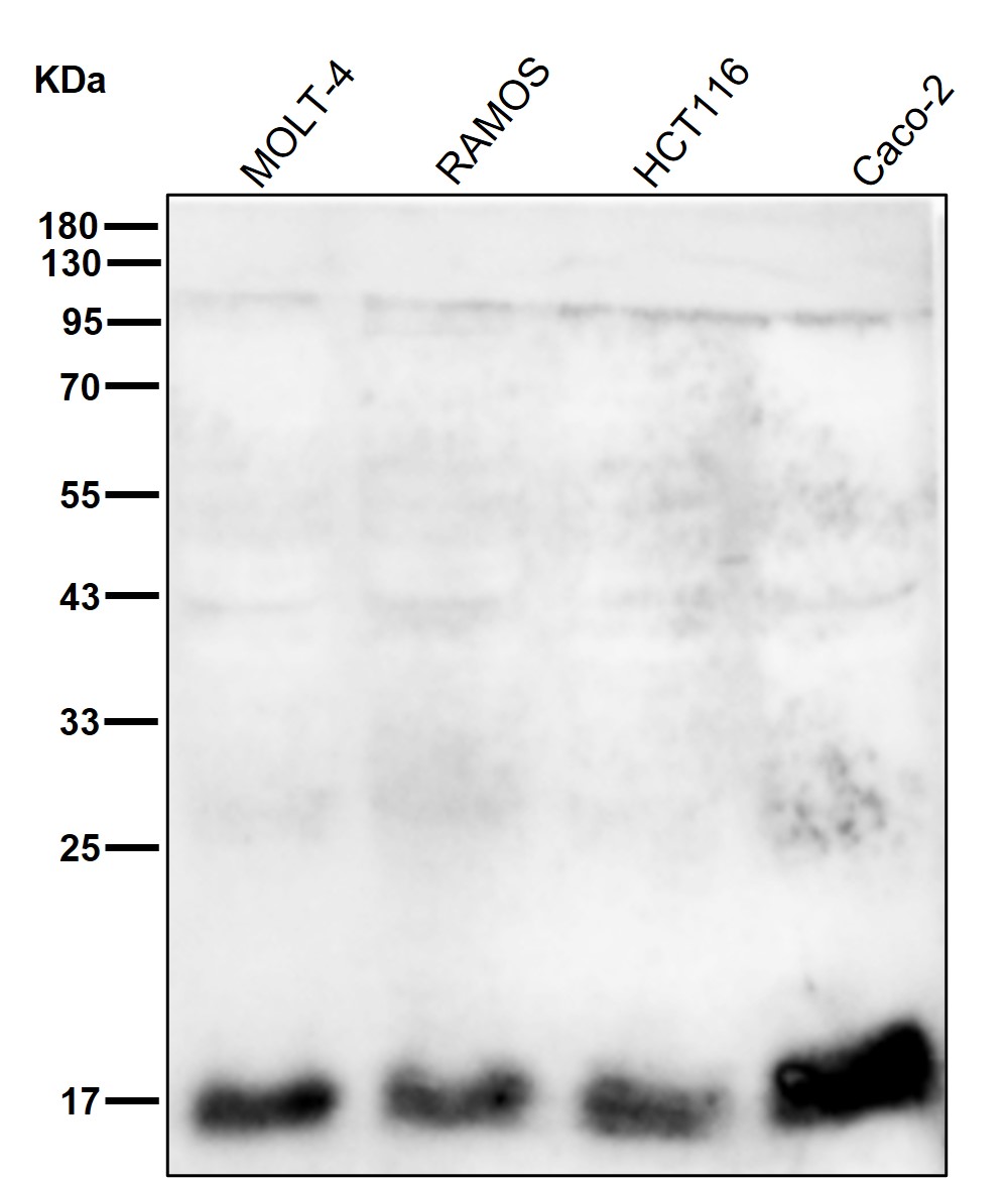 Calmodulin 1 Ab