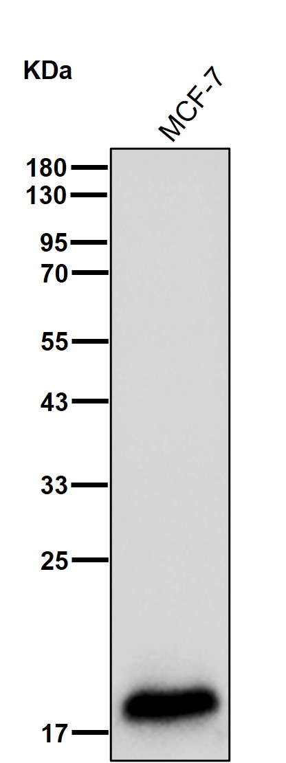 Calmodulin 1 Ab