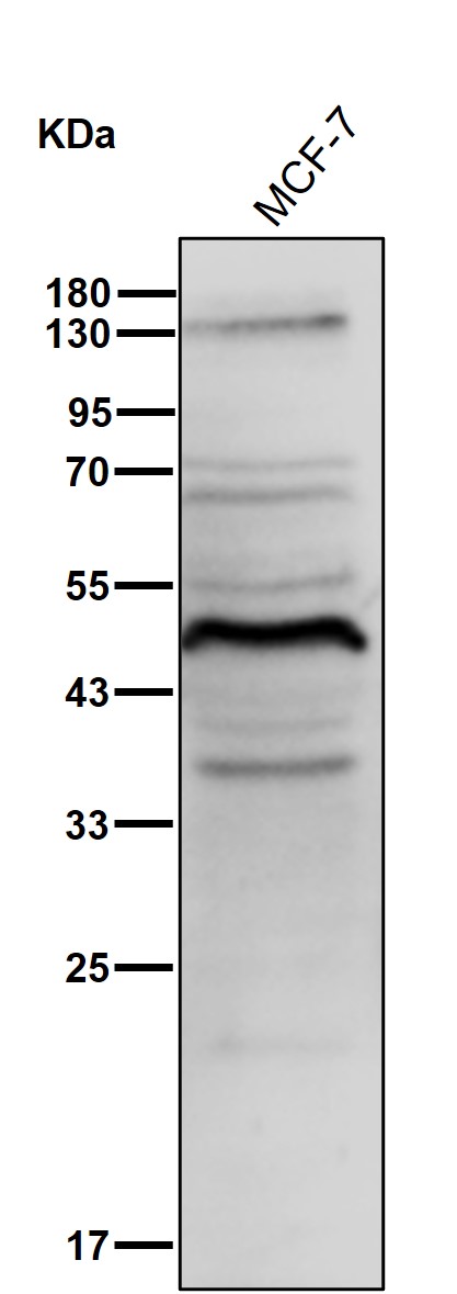 GATA1 Ab