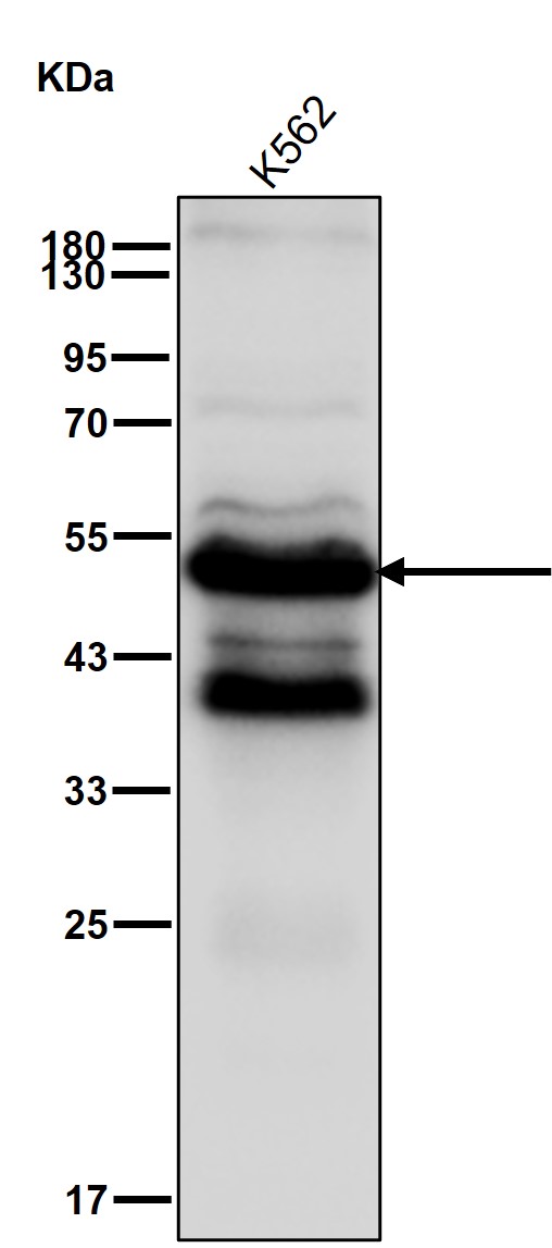 GATA1 Ab