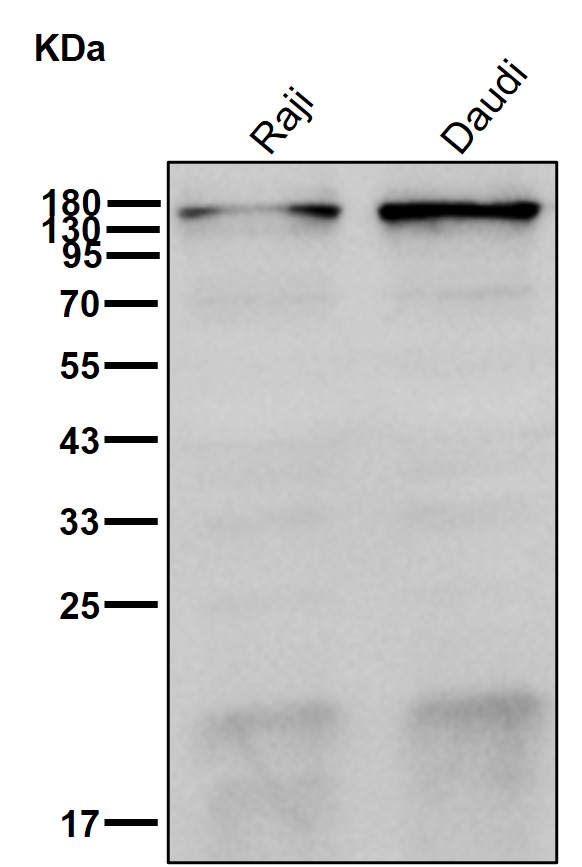 p-PLCG2 (Y753) Ab