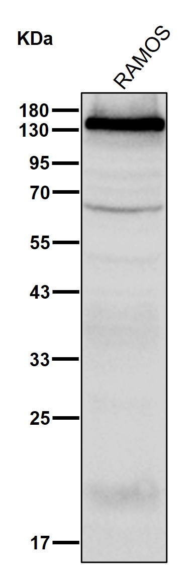 p-PLCG2 (Y753) Ab