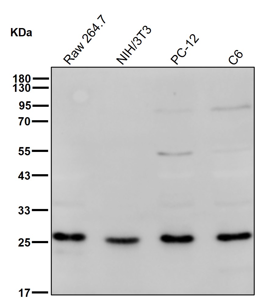 RANBP1 Ab