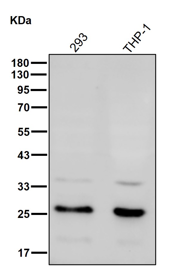 RANBP1 Ab