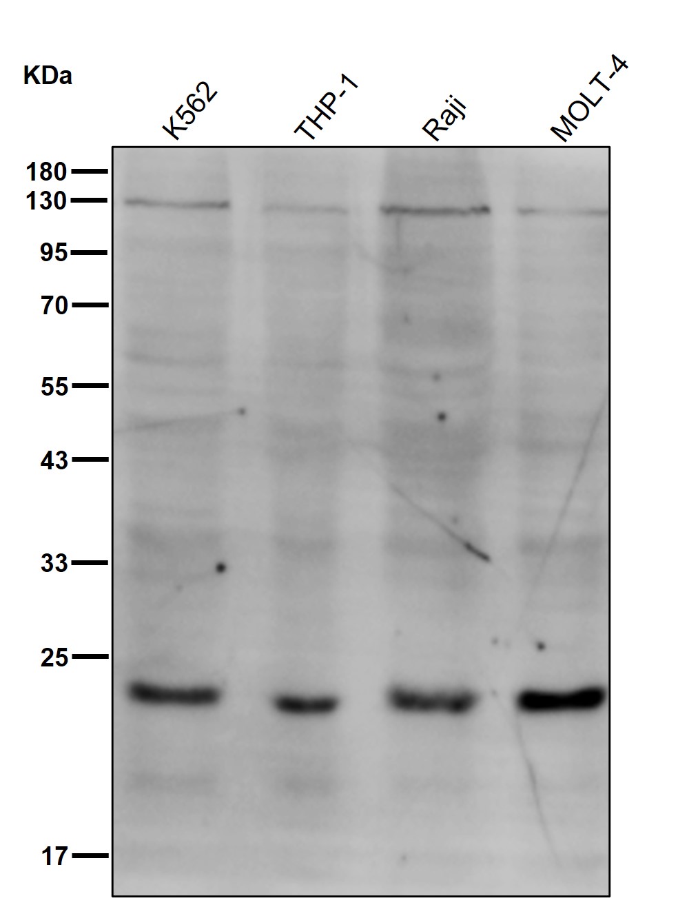 HMGB2 Ab