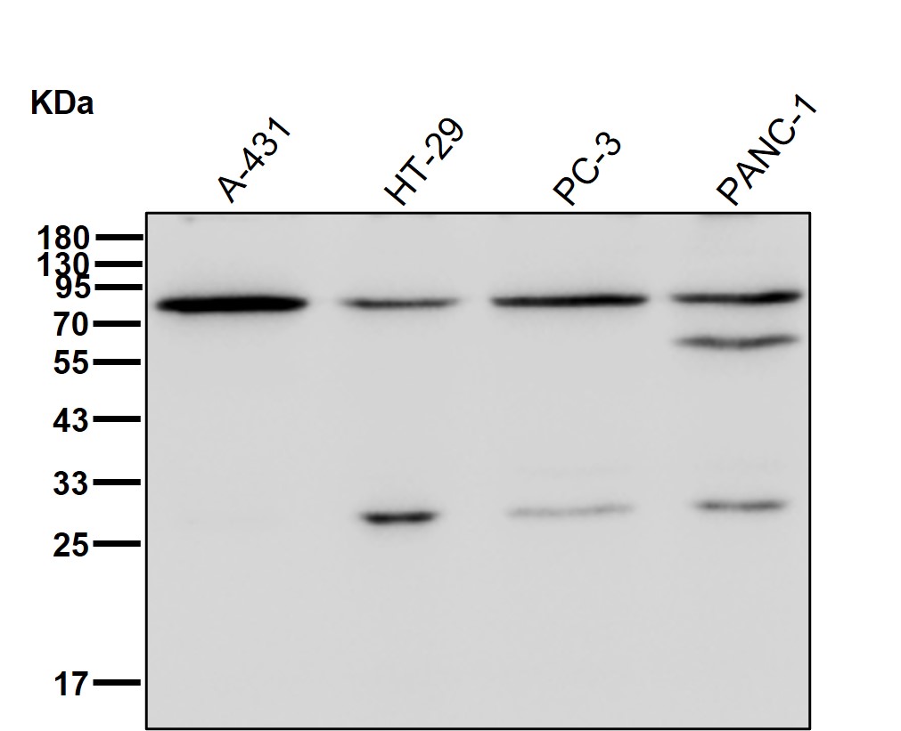 Lanosterol synthase Ab