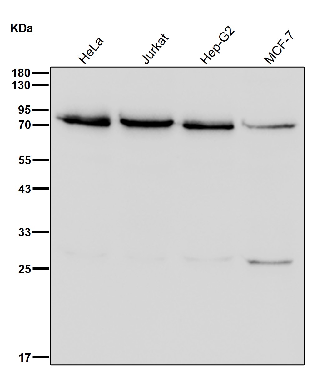 Lanosterol synthase Ab