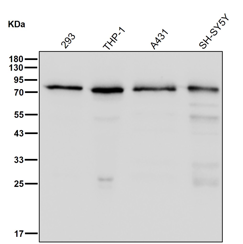 Lanosterol synthase Ab