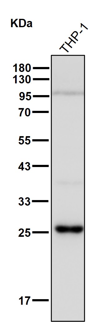 PSMA6 Ab