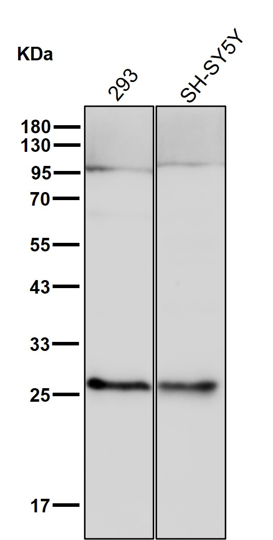 PSMA6 Ab