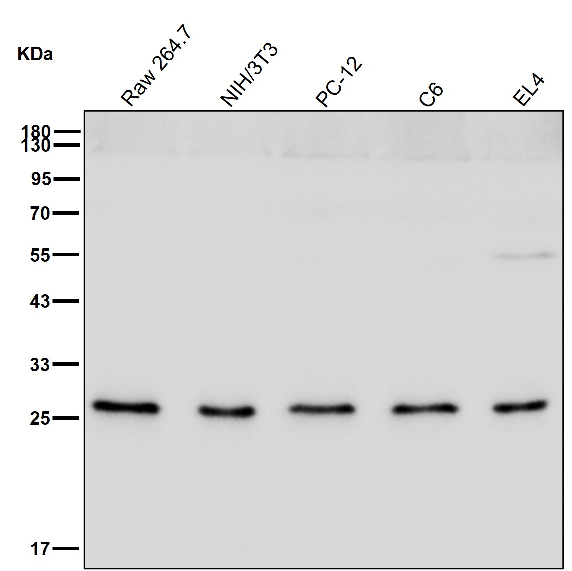 PSMA6 Ab