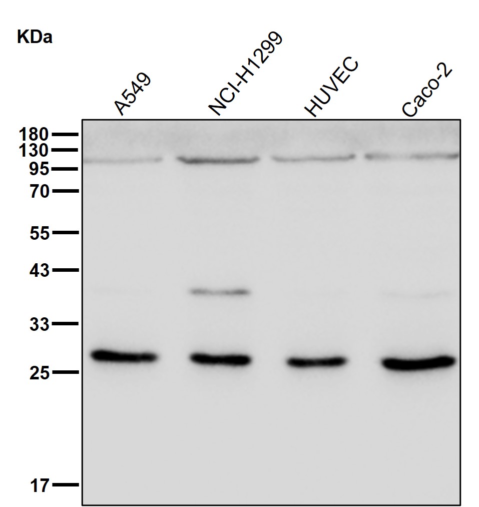 PSMA6 Ab