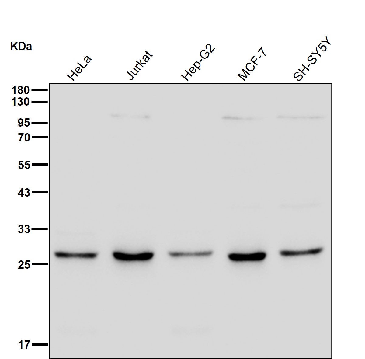 PSMA6 Ab