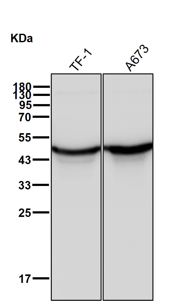 NDRG1 Ab