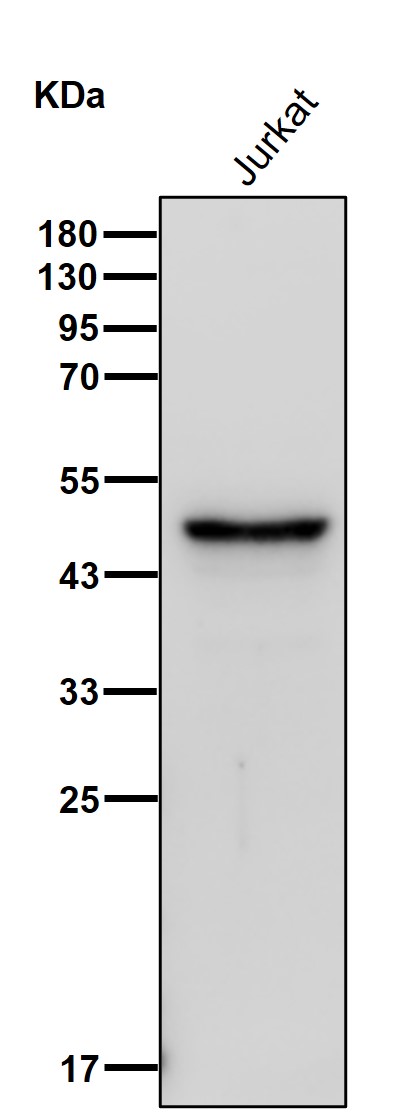 NDRG1 Ab